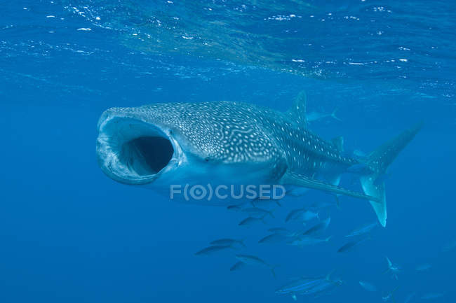 Tiburón ballena con la boca abierta - foto de stock