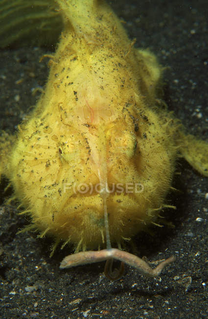 Полювання жовтий frogfish — стокове фото