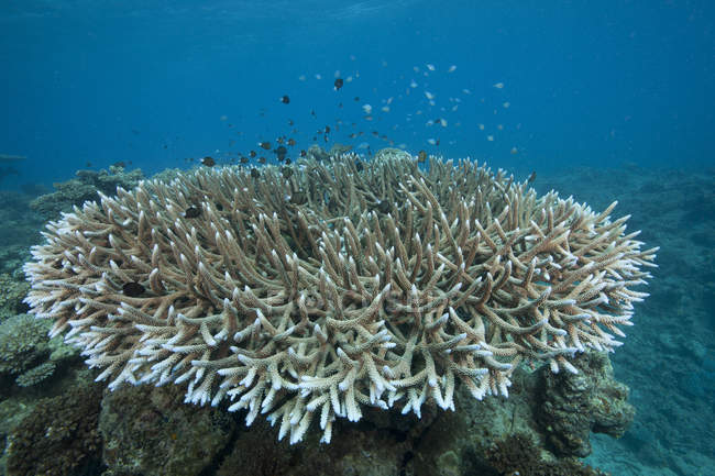 Каменистые кораллы в заливе Бека — стоковое фото