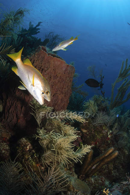 Escolar pargos en arrecife de coral - foto de stock