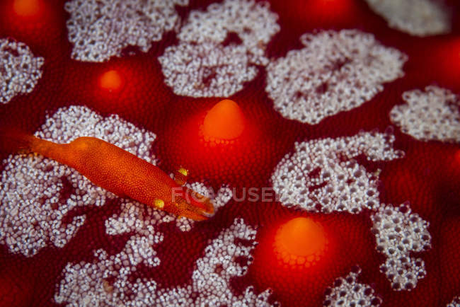 Crevettes commensales sur l'étoile de mer — Photo de stock