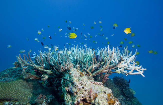 Рыбы плавают вокруг коралловой головы — стоковое фото