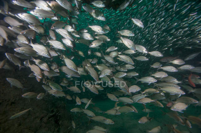 Flocks of Tomtates and Glass Minnows — Stock Photo