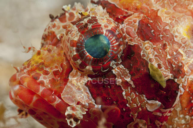 Red dwarf lionfish with green eye — Stock Photo