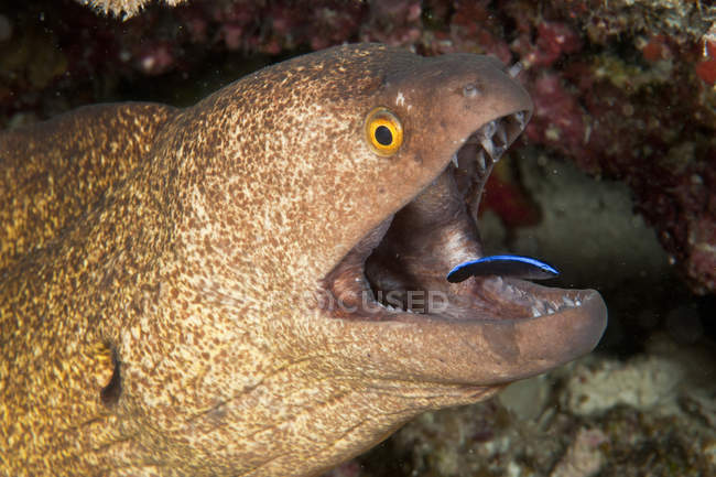 Giant moray eel and cleaner wrasse — Stock Photo