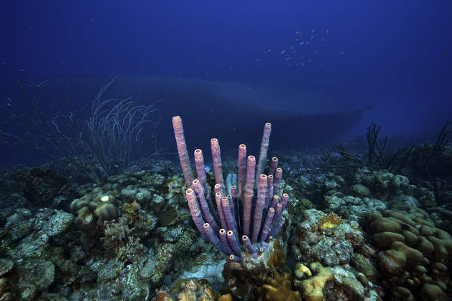 Esponjas de tubo púrpura en arrecife - foto de stock