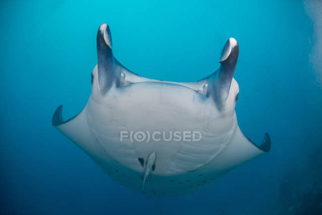 Raio de manta oceânico gigante de barriga branca — Fotografia de Stock
