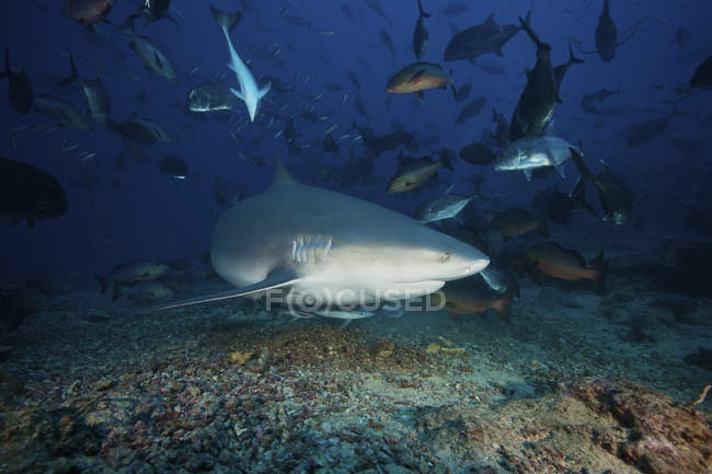 Tubarão-touro cercado por peixes de recife — Fotografia de Stock