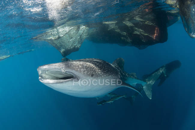 Whale shark swimming under fishing nets — Stock Photo