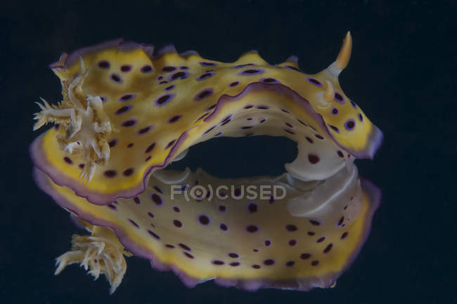 Chromodoris kuniei nudibranch em Beqa Lagoon — Fotografia de Stock