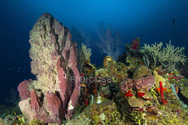 Коралловый риф и губки — стоковое фото