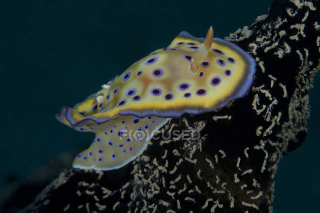 Chromodoris kuniei nudibranch in Beqa Lagoon — Stock Photo