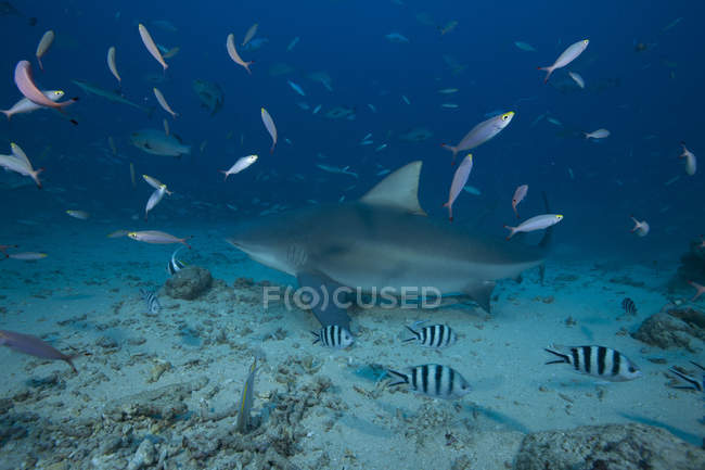 Tiburón toro grande - foto de stock