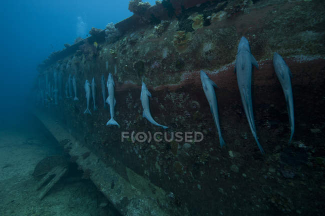 Remoras sucking hull of shipwreck — Stock Photo