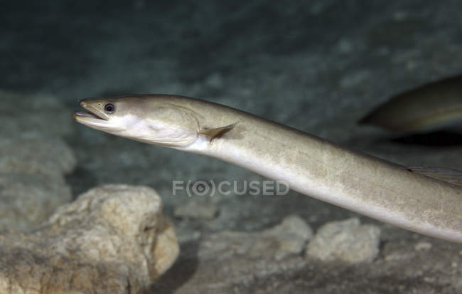 American Eel patrolling sandy bottom — Stock Photo