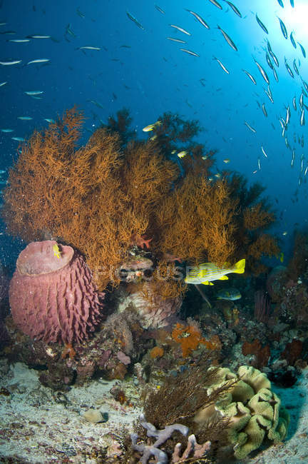Escena colorida de arrecife con esponja rosa - foto de stock