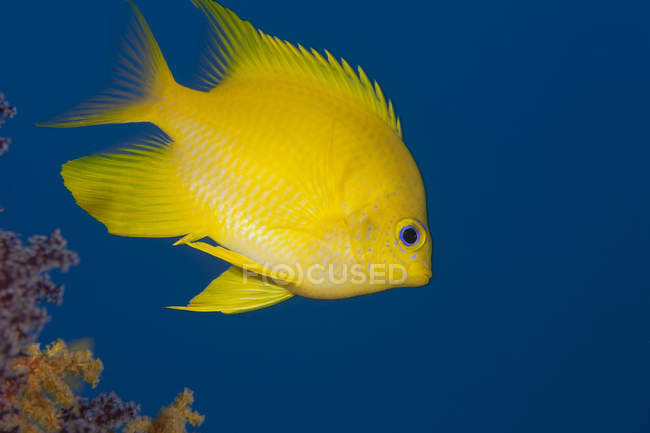 Dourado damselfish closeup tiro — Fotografia de Stock