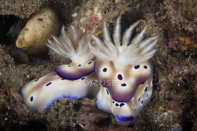 Pair of nudibranchs feeding on algae — Stock Photo
