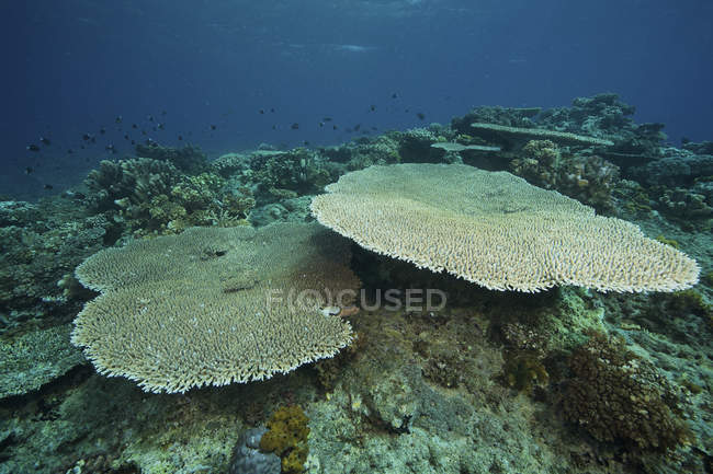 Большая плита коралловая Acropora pulchra — стоковое фото