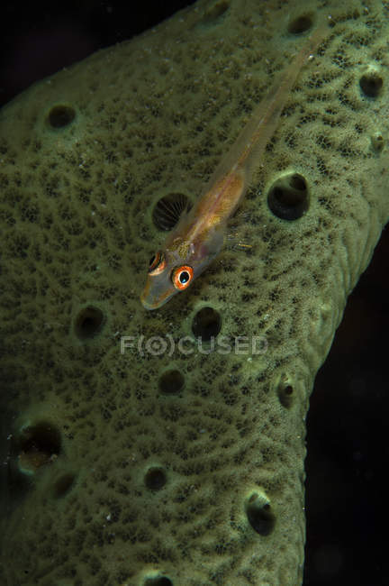 Goby fish on sponge — Stock Photo