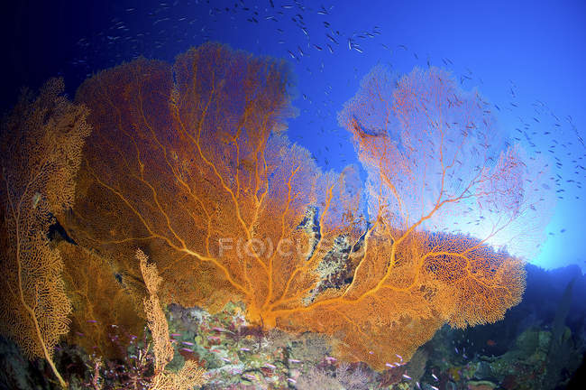 Laranja gorgoniano fã do mar — Fotografia de Stock