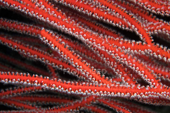 Pólipos de coral blando - foto de stock