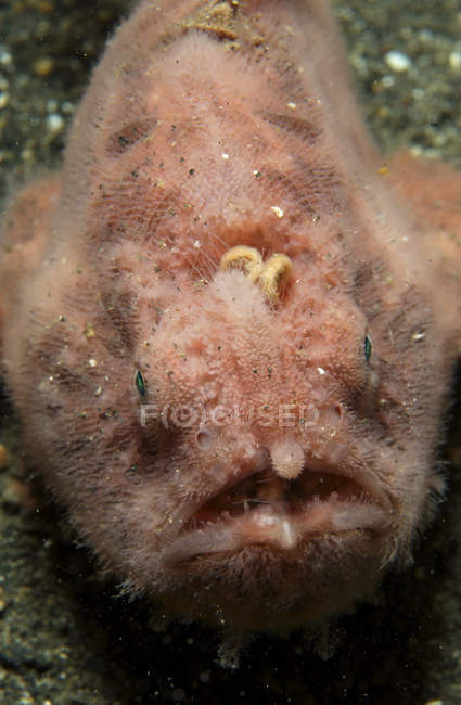 Poisson-grenouille rose à bouche ouverte — Photo de stock