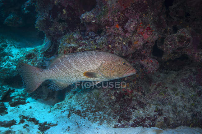 Tiger grouper swimming along bottom of cavern — Stock Photo