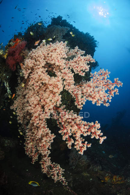 Morbido corallo su relitto di libertà — Foto stock