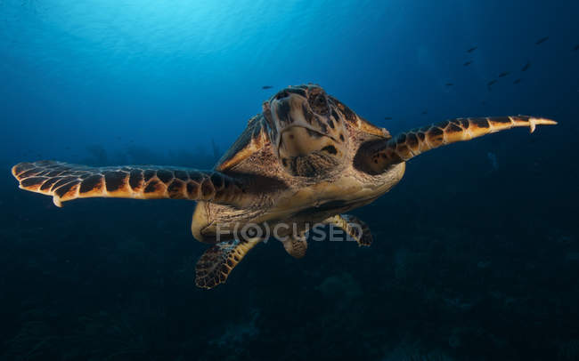 Carey tortuga marina - foto de stock