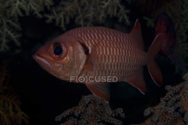 Bigscale soldierfish в лагуни Бека — стокове фото
