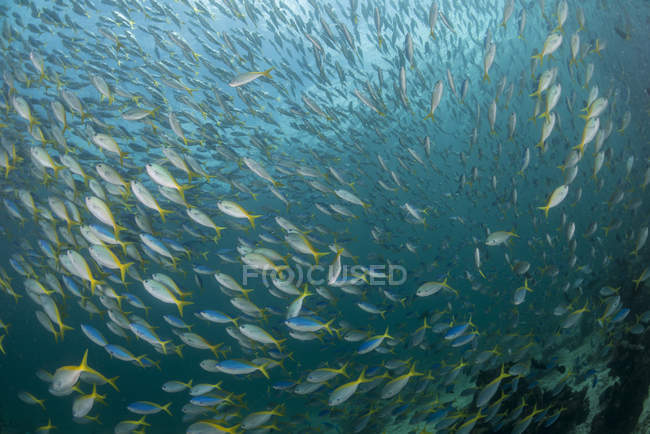 Grand banc de poissons fusiliers — Photo de stock