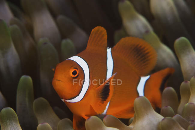Juvenile spinecheek clownfish in anemone — Stock Photo