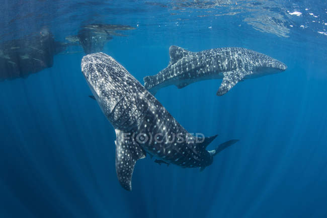 Tiburones ballena nadando cerca de la superficie - foto de stock