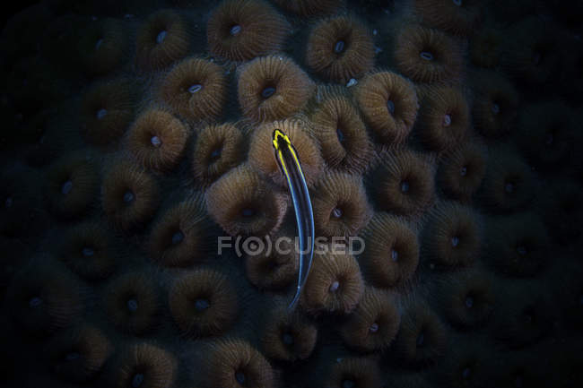 Sharknose goby on hard coral — Stock Photo