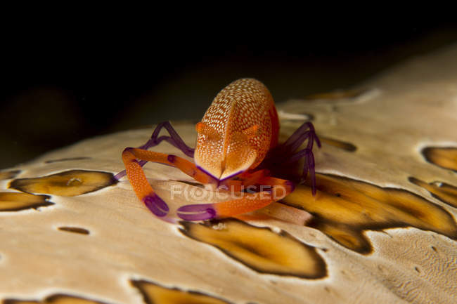 Imperial shrimp on spotted sea cucumber — Stock Photo