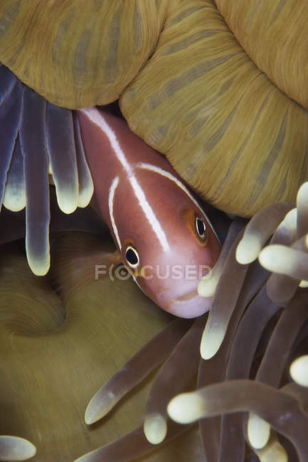 Pesce pagliaccio rosa Skunk — Foto stock