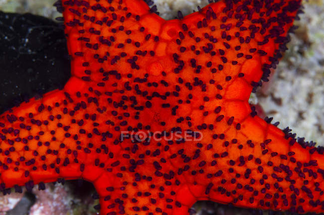 Stelle marine rosse a Raja Ampat — Foto stock