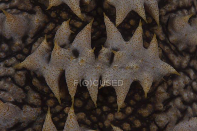 Padrão de pepino do mar gigante — Fotografia de Stock