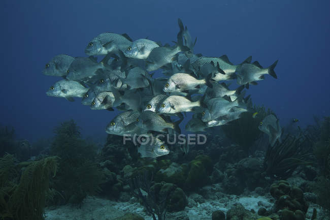 Gregge di Margate nere che si riuniscono sulla barriera corallina — Foto stock
