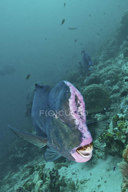 Peixe-papagaio cabeça de abóbora nadando sobre recifes — Fotografia de Stock
