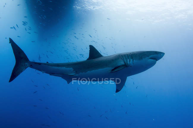 Gran tiburón blanco cerca de la isla de Guadalupe - foto de stock