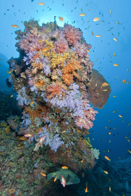 Риф с мягкими кораллами и рыбой анфиас — стоковое фото