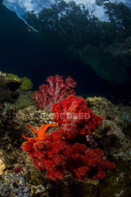 Weichkorallen und orangefarbener Stern — Stockfoto