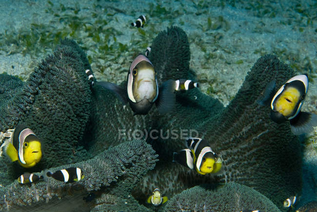 Clownfish in dark grey anemone — Stock Photo