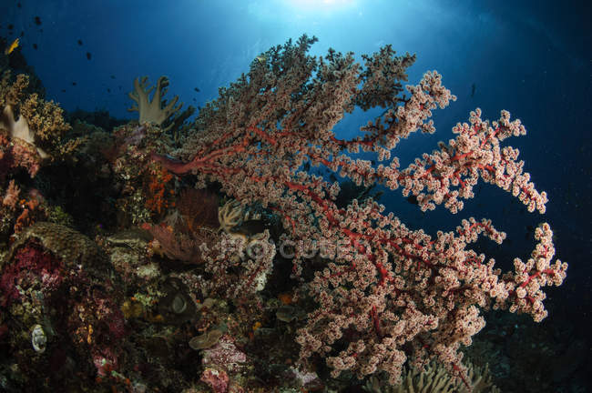 Мягкий коралловый риф — стоковое фото