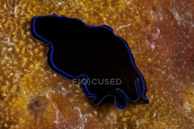 Gran gusano plano de zafiro en coral - foto de stock