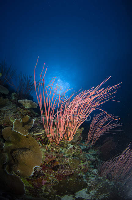 Морські батоги і корали — стокове фото