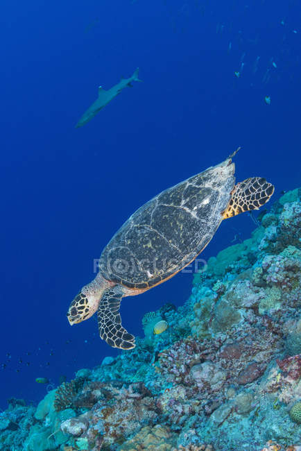 Hawksbill sea turtle near edge of reef — Stock Photo