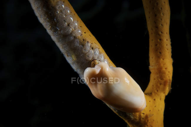 Escargot de langue flamant pondant des œufs — Photo de stock
